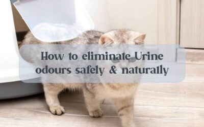 How To Eliminate Urine Odours Safely and Naturally