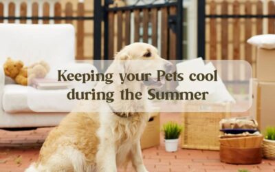 Keeping Your Pets Cool This Summer