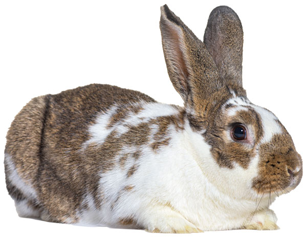 powair-pets-contact-us-rabbit-menu-image