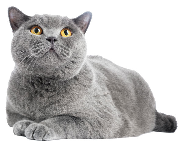 powair-pets-using-our-products-british-shorthair-cat