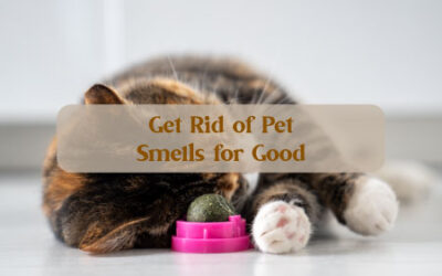 Get Rid of Pet Smells for Good with PowAir