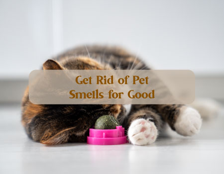 Get Rid of Pet Smells for Good with PowAir