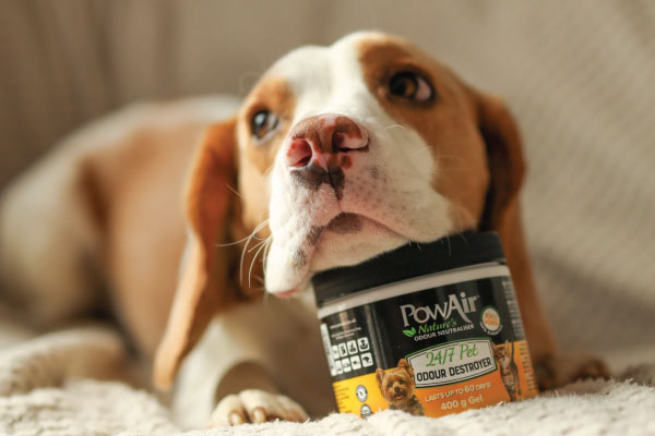 Achieve Pet Safe Odour Neutralisation with PowAir's 24/7 Pet Odour Destroyer Gel - Eddie the Beagle