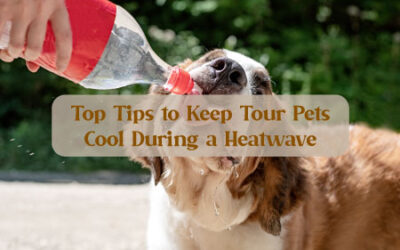 Top Tips to Keep Your Pets Cool During a Heatwave