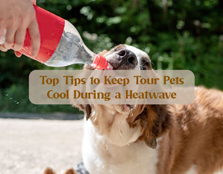 Top Tips to Keep Your Pets Cool During a Heatwave