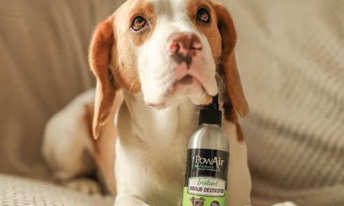 PowAir Instant Pet Odour Destroyer Spray with Eddie the Beagle on Instagram