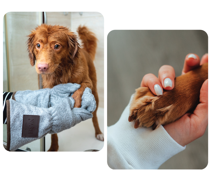 Top 5 Dog Grooming Salon Must Haves from PowAir Top 5 Dog Grooming Salon Must Haves from PowAir